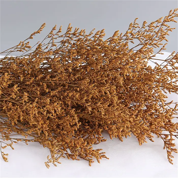 Limonium naturel séché pour les amoureux, véritable aide aux phtalfleurs, décoration de mariage, mai