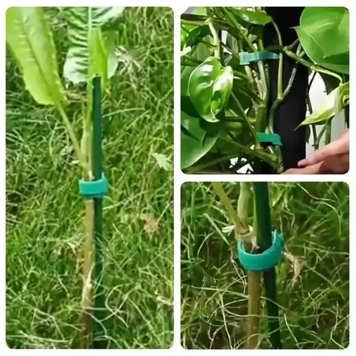 Attaches de jardin vertes 100 pièces
