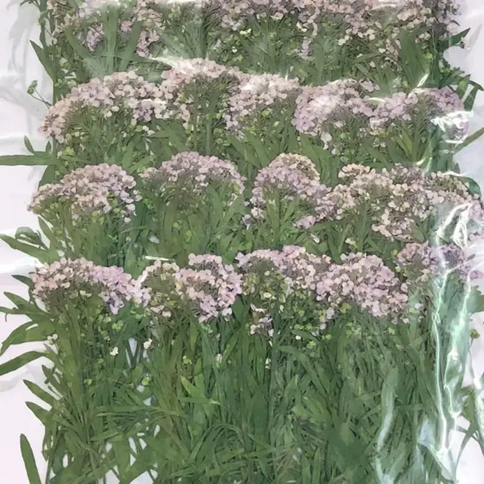 PMurcia-Fleur de Maritima séchée