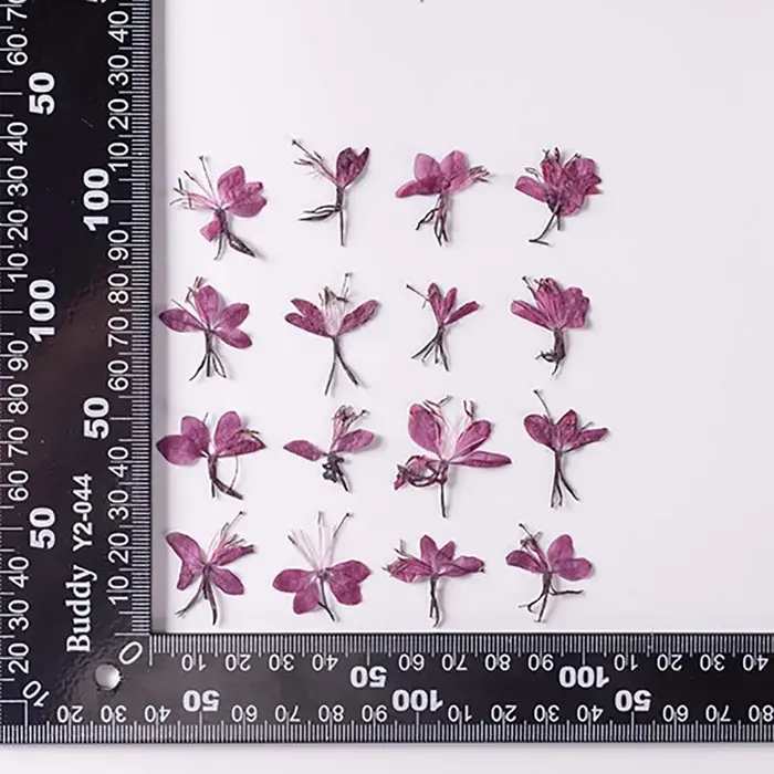 Véritables fleurs de Murcia séchées naturelles