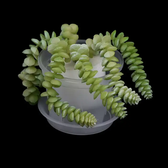 Pot de fleur transparent avec escalier