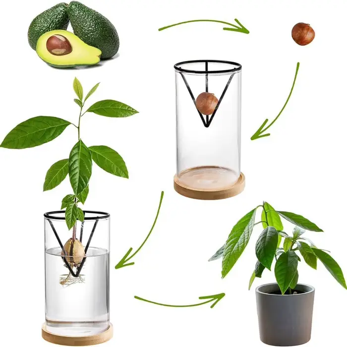 1 ensemble de Kits de culture d'arbre d'avocat