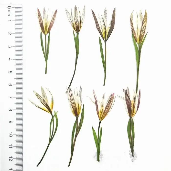 Petites fleurs naturelles de lys séchées, 24 pièces, pour bricolage, artisanat, signet, cadeau, déco