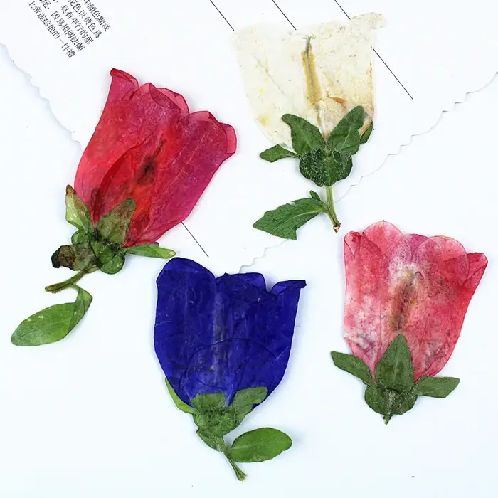12 pièces, Kit d'artisanat de fleurs pressées séchées Campanula