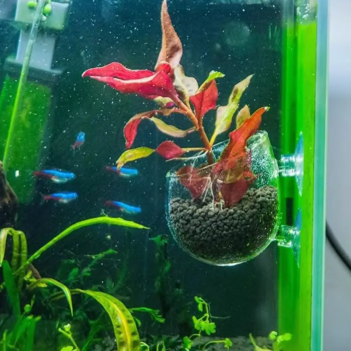 Pot de décoration pour aquarium, pot en verre pour plantes aquatiques avec support à ventouse, cylindre de plantation, accessoires pour aquarium