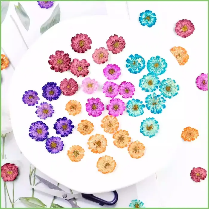12 pièces/1-2 cm, mini fleurs séchées de marguerite et de camomille pressées