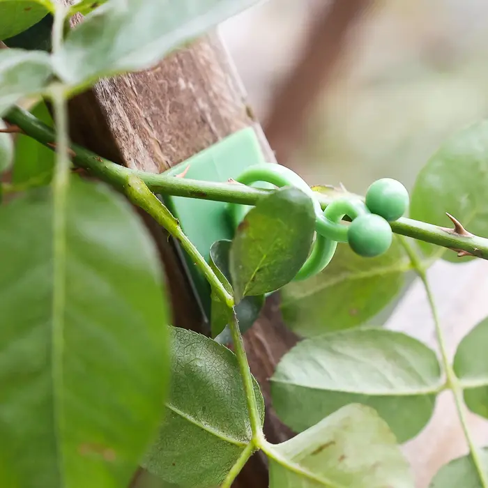 Clips de Support de Plantes pour Fleurs Grimpantes